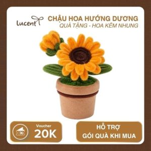 CHẬU HOA HƯỚNG DƯƠNG LUCENT