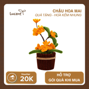 CHẬU HOA MAI LUCENT
