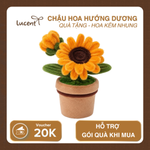 CHẬU HOA HƯỚNG DƯƠNG LUCENT