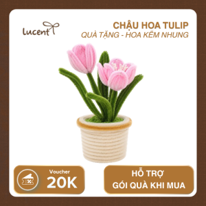 CHẬU HOA TULIP LUCENT