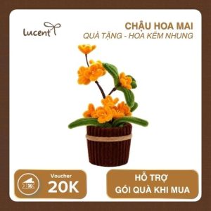 CHẬU HOA MAI LUCENT