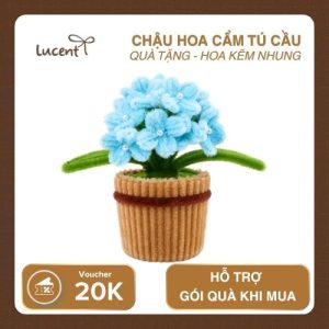 CHẬU CẨM TÚ CẦU LUCENT