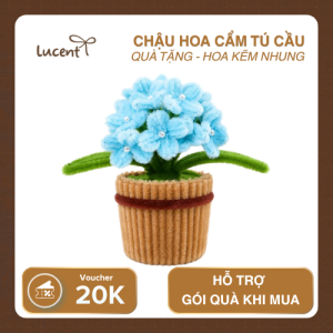 CHẬU CẨM TÚ CẦU LUCENT