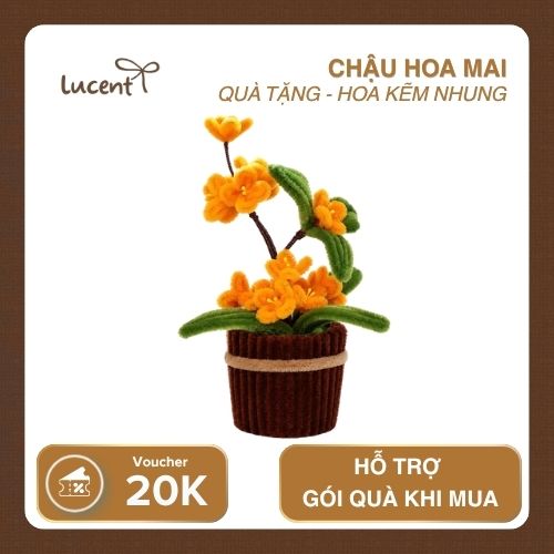 CHẬU HOA MAI LUCENT