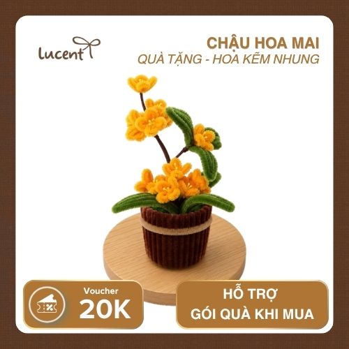 CHẬU HOA MAI LUCENT - Ảnh 3