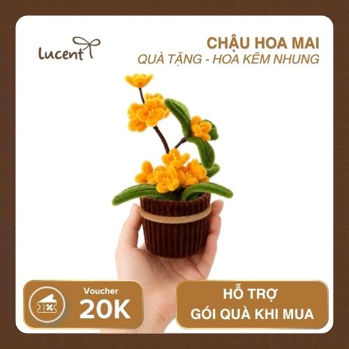 CHẬU HOA MAI LUCENT - Ảnh 4