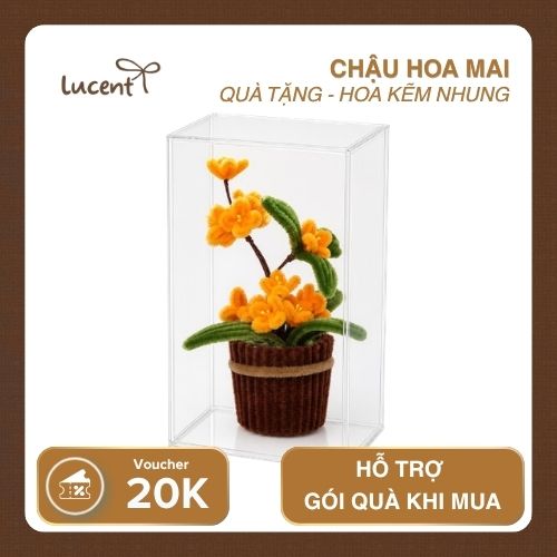 CHẬU HOA MAI LUCENT - Ảnh 5
