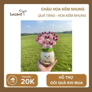 CHẬU HOA KẼM NHUNG LUCENT