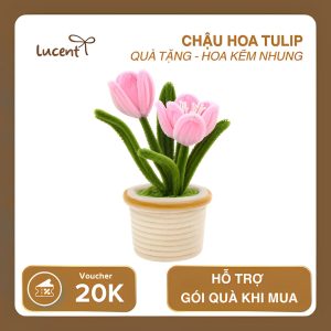 CHẬU HOA TULIP LUCENT